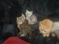 Британски късокосмести , снимка 12