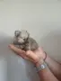 померан мини шпиц мъжко, снимка 3