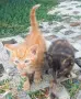 Подаряваме котета., снимка 9