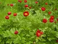 Продавам корени (коренища) от Божури (български), снимка 11