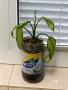  Дифенбахия, Сентполия, Алое вера, снимка 9