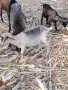 продавам коза с женско яре, снимка 7