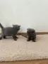 Чистокръвни британски котенца, снимка 2