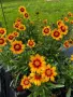 Coreopsis SunKiss (Кореопсис слънчева целувка), снимка 3
