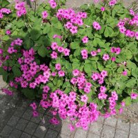 Детелина  студоустойчива  розов и бял цвят, снимка 5 - Градински цветя и растения - 40803577