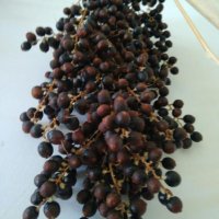 Продавам семена от студоустоичиви палми - 5 вида, снимка 3 - Разсади - 38409108