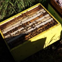 Пчелен мед на едро, директно от производител, реколта 2023 , снимка 9 - Пчелни продукти - 26607421