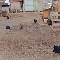 Домашни кокошки, снимка 4 - Кокошки и пуйки - 44620525