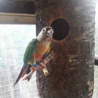 Ръчно хранени папагали , снимка 2 - Папагали - 42201345