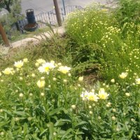 Продавам цветя Градинска маргарита – бяла и жълта, разсад, снимка 11 - Разсади - 44297106