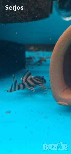 Анциструси , снимка 1