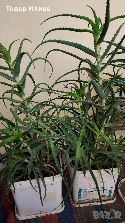 Живо алое вера за лечебна напитка – големи и малки растения, снимка 1