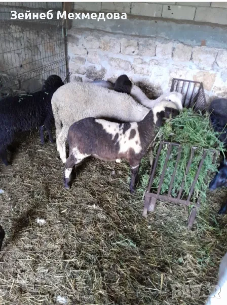 Продавам агнета и женски ярета , снимка 1