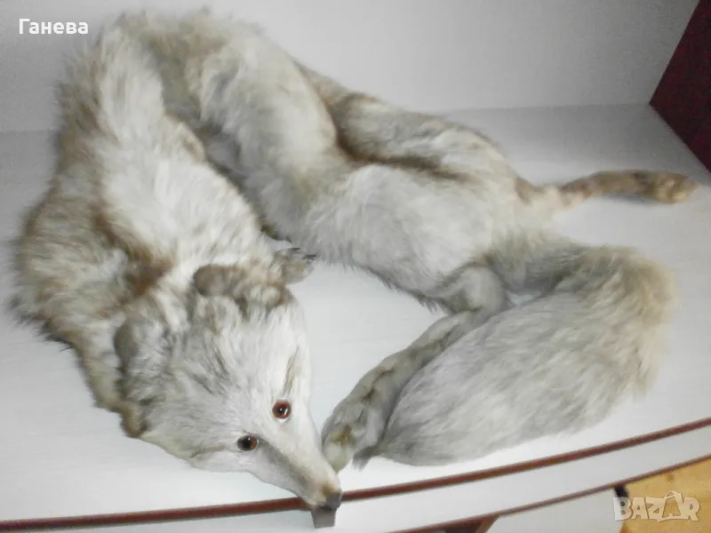 Продавам яка от бяла лисица, снимка 1