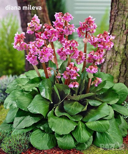 Бергения, Градинска Бегония, студоустойчива!!!, снимка 1