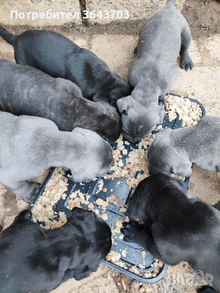 Кане Корсо бебета , снимка 1