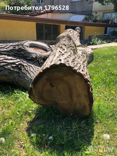 Орех дърво за материал-нарязан, снимка 1