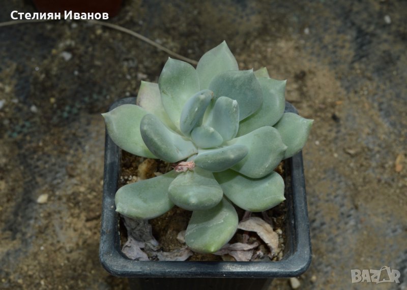 Пахиверия (xPachyveria 'Corvus'), снимка 1