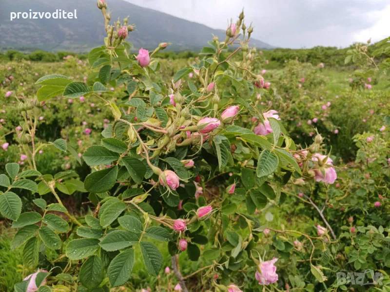 Търся розоберачи, снимка 1