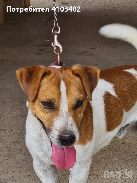 Джак Ръсел териер , снимка 1