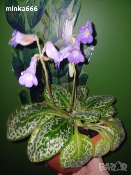 Стрептокарпус., снимка 1
