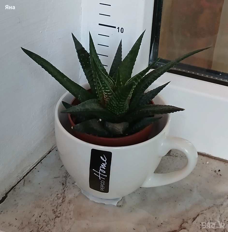 Сукуленти и кактуси , снимка 1