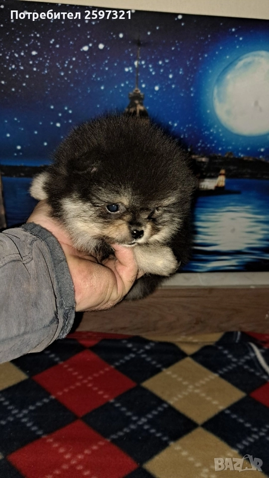 ПОМЕРАН , снимка 1