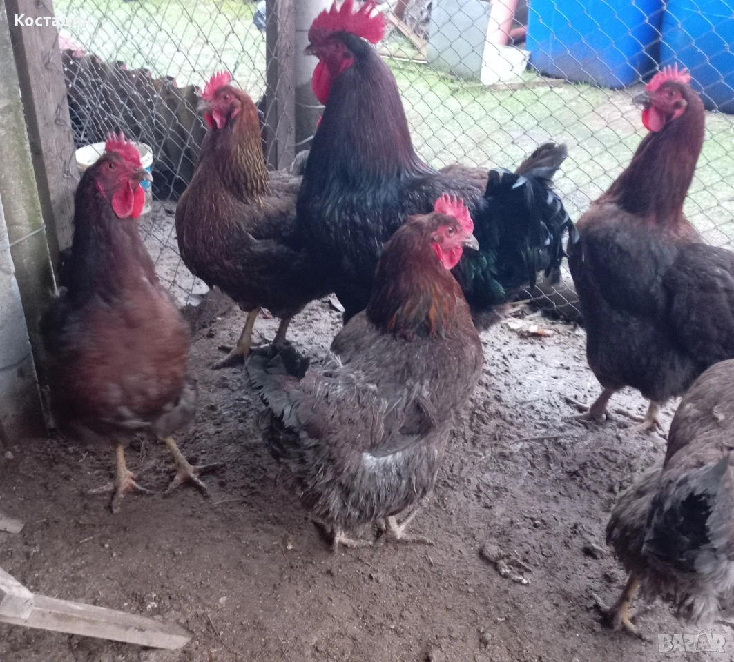 Разподни яйца от катунски червена линия , снимка 1