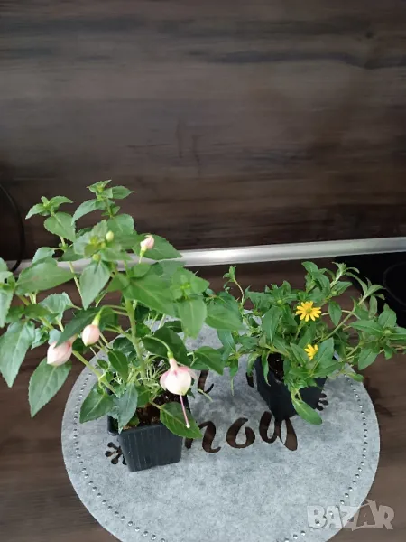 Комплект растения , снимка 1
