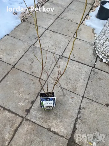 Боровинка , снимка 2 - Разсади - 49229609