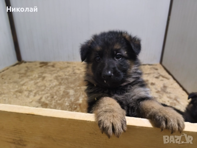 Малки немски овчарки, снимка 6 - Немска овчарка - 51923790