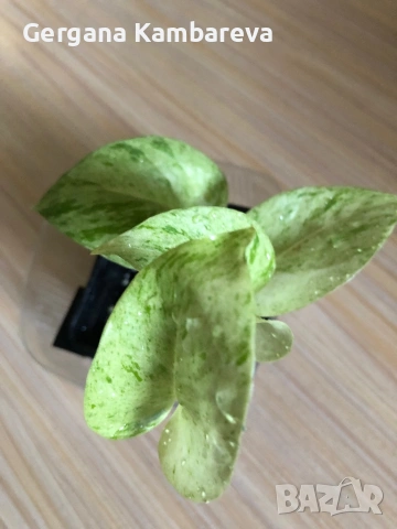 Epipremnum Snow Queen 