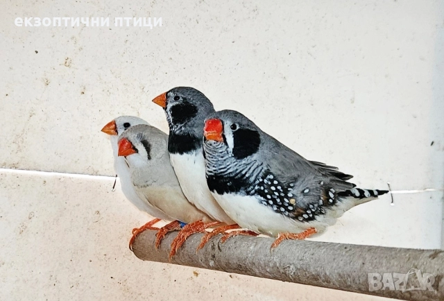 джъмбо амадини