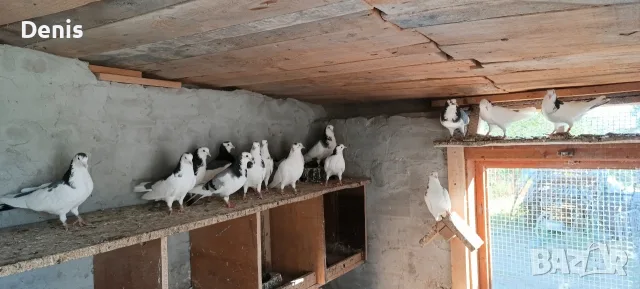 Пазарджишки високолетачи , снимка 4 - Гълъби - 55972067