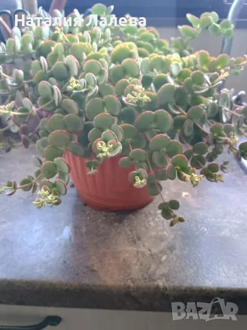 Седум Сиеболди, Sedum sieboldii, снимка 4 - Стайни растения - 55908206