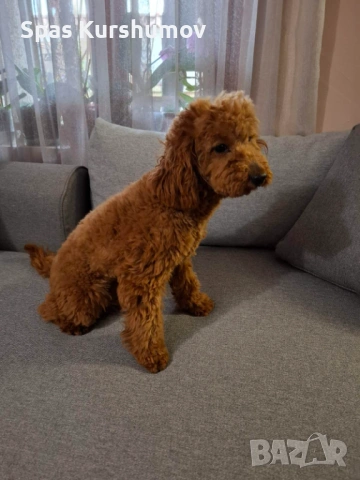 Продавам мажки пудел, снимка 3 - Пудели - 54167354