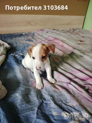 Свободни палета Джак ръсел 