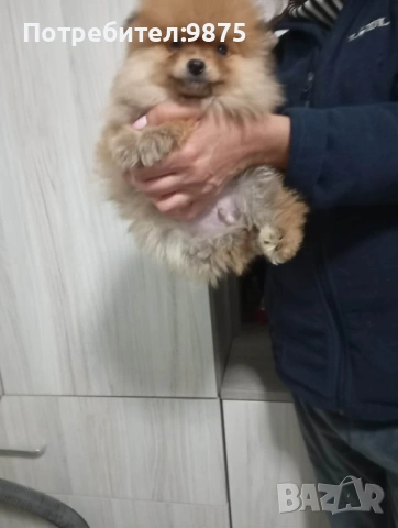 Продавам померани , снимка 2 - Померан - 52858919