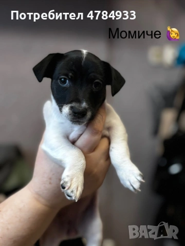 Продавам бебета Джак Ръсел, снимка 5 - Джак ръсел териер - 54059248
