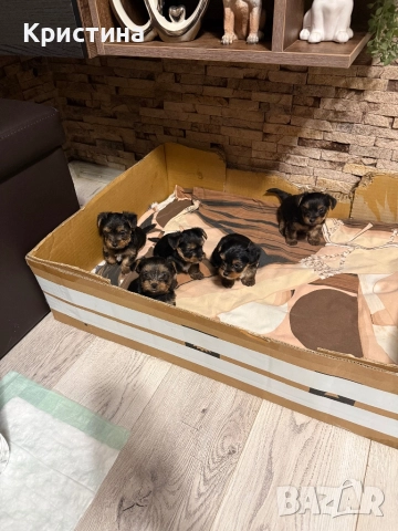 Мини йоркширски териер, снимка 2 - Йоркширски териер - 52559740