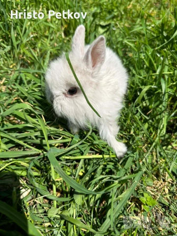 Просавам Декоративни Зайчета , снимка 7 - Други - 54243966