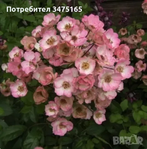 увивна роза Alden Biesen -розова, снимка 2 - Градински цветя и растения - 50303098