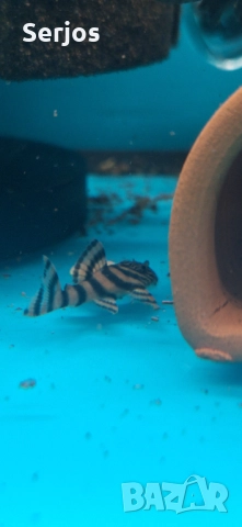 Анциструси 