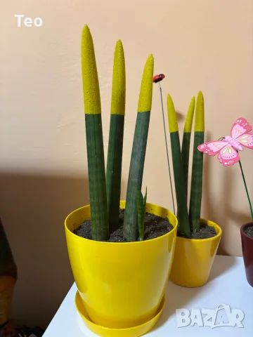 Растения от вида сансевиера (Sansevieria cylindrica 'Velvet Touchz') 20/30см., снимка 2 - Стайни растения - 56137480