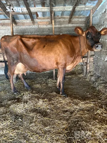 Продавам Крава Джарсе