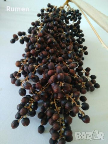 Продавам семена от студоустоичиви палми - 5 вида, снимка 3 - Разсади - 38409108