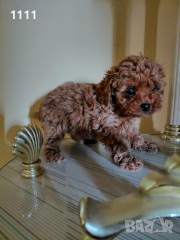 Тийкъп Той Пудел, снимка 3 - Пудели - 54014156