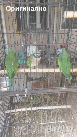 Китайски александър, Голям александър, Розовогърдести Александри , снимка 9 - Папагали - 50076873