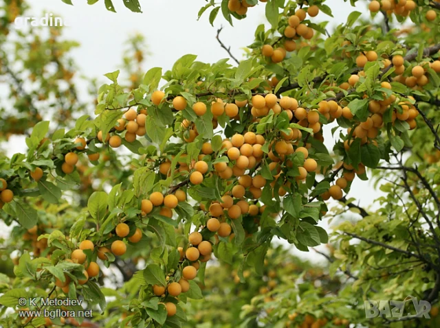 Джанка - жълта