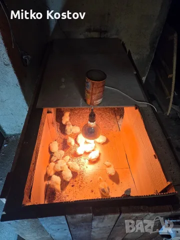 Продавам пиленца, снимка 2 - Кокошки и пуйки - 56443820